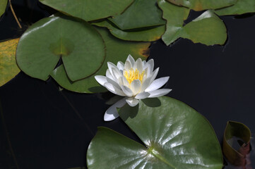 White water lily Nymphaea alba floating in a pond - obrazy, fototapety, plakaty