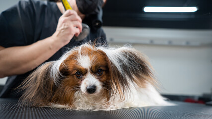 A woman combs out the undercoat of a dog. Portrait of Papillon Continental Spaniel in the grooming...