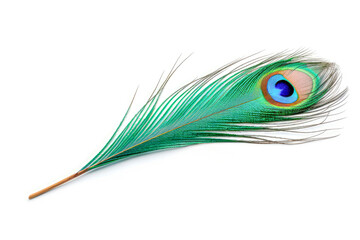 Obraz premium Peacock feather isolated on white background.