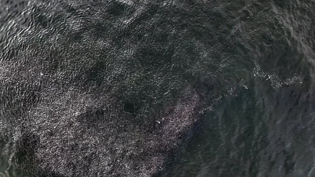 A top down view over a school of fish in the green waters of the Atlantic Ocean, off Rockaway Beach in NY. The camera is tilted down and remains stationary as the fishes swim and a seagull flies by.