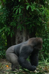 Obraz premium gorilla eating in the cage of zoo