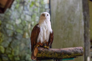  Brahminy kite (Haliastur indus), also known as the red-backed sea-eagle in Malaysia