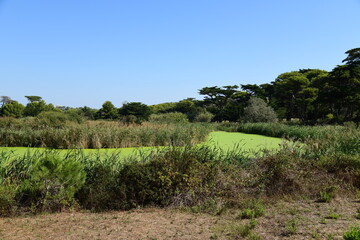 Obraz premium Lagunes abritant des canards 