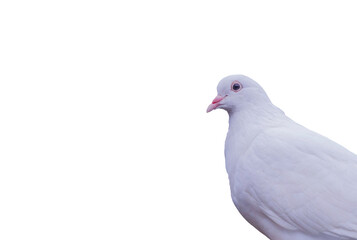 Side view  closeup of white pigeon bird alone standing. Copy space for your text  on freedom day concept