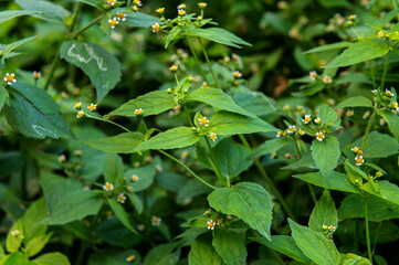 Guasca flowers (Galinsoga parviflora), a wide distributed invasive species.