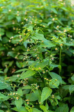 Guasca flowers (Galinsoga parviflora), a wide distributed invasive species.