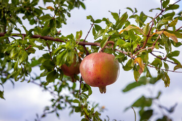 natural pomegranate ripens on a pomegranate tree branch