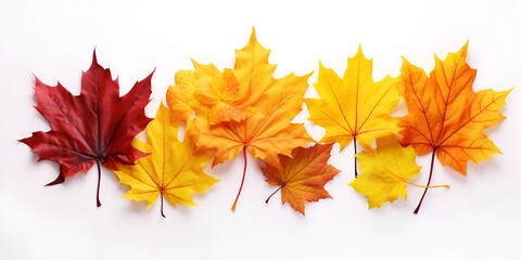 Naklejka na ściany i meble autumn maple leaves on white background,Leaf background vector image,Autumn leaves on white background. with shadows, 