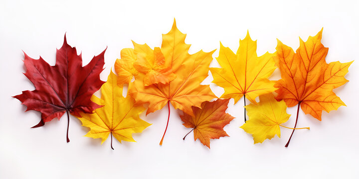 autumn maple leaves on white background,Leaf background vector image,Autumn leaves on white background. with shadows, 