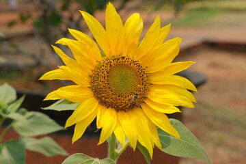 Helianthus annuus or sunflower in the garden and some bees on the flower pistil