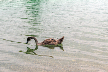 Mute Swan: Graceful Mute Swans Gliding Serenely on Vienna's Lake.