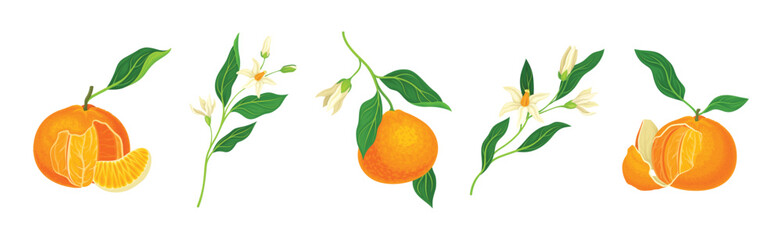 Mandarin Sweet Citrus Fruit with Bright Orange Peel and Lobule Vector Set