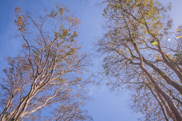 Ancient linden trees produce young leaves