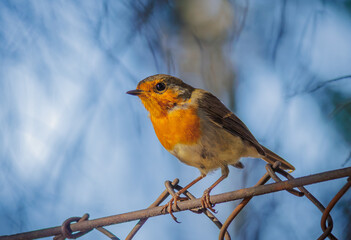 The European robin - Erithacus rubecula