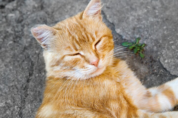 The red cat lies on the asphalt and squints. Close-up portrait of a red cat.