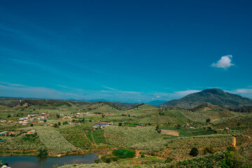 Our robot coffee hills in Lam Dong are flowering