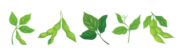 Soy Grain Legume or Pulse Crop with Green Pod and Beans Vector Set