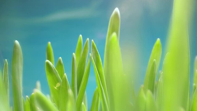 Lush Green Grass. Spring Morning in Nature, Sun Breaks Through the Stalks of Fresh Grass. Spring time Blue Sky in the Background. Purity and Beauty of Nature