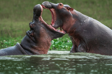 A baby and a sub-adult hippo playing in Kazinga channel at Queen Elizabeth National Park, Uganda