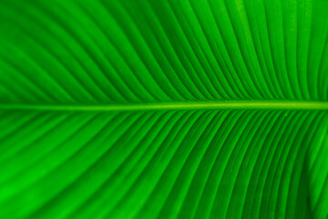 leaves of the ornamental banana plant, calathea lutea, green leaf background, green leaf texture, close up of green leaves, close up of green leaf, green leaf background, leaves in the sun - obrazy, fototapety, plakaty