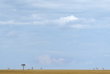 African savannah landscape, with giraffes