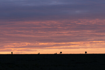 Savanna landscape africa, sunrise