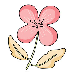 Colorful, beautiful mutated donkey flowers