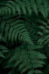 fern © Panna