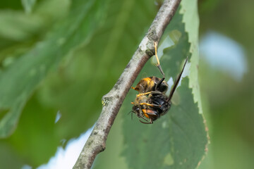 Asiatische Hornisse (Vespa velutina)