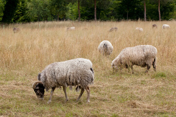 Obraz na płótnie Canvas Sheep grazing in a meadow, forest in the background.