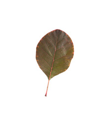 Small, round leaf in shades of green and maroon. Prominent red lines on the leaf. On a transparent background.