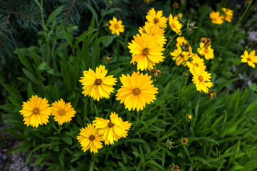 Yellow flowers of lance-leaved coreopsis (Coreopsis lanceolata) in garden.