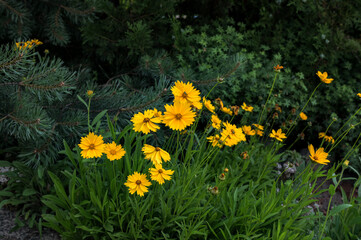 Yellow flowers of lance-leaved coreopsis (Coreopsis lanceolata) in garden.