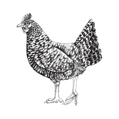 Hand drawn illustration of barred rock chicken