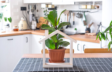 Ficus lirata in a pot in the interior of the house in the kitchen, illuminated by garland lamps and miniature of house project with keys. Potted plant in green house, real estate rental, insurance