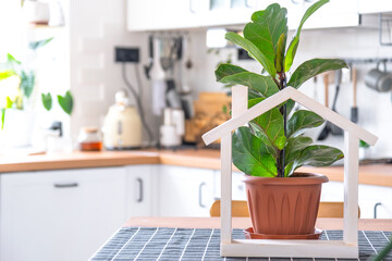 Ficus lirata in a pot in the interior of the house in the kitchen, illuminated by garland lamps and miniature of house project with keys. Potted plant in green house, real estate rental, insurance