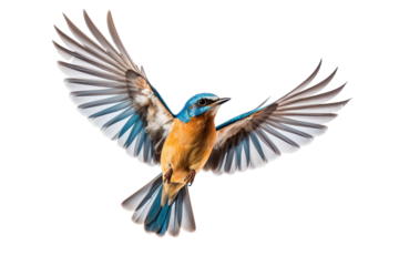 a beautiful bird flying full body on a white background studio shot isolated PNG