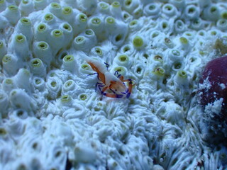 石垣島海底・ウミウシカクレエビ