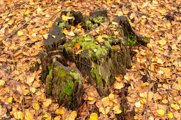 Tree stump covered with moss in the autumn forest