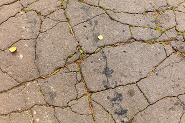 Obraz premium Cracked asphalt overgrown with moss as an abstract background