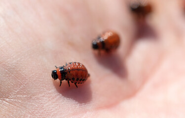 Colorado potato beetle on hand. Close-up