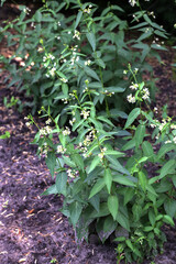 In spring, Vincetoxicum hirundinaria blooms in the forest