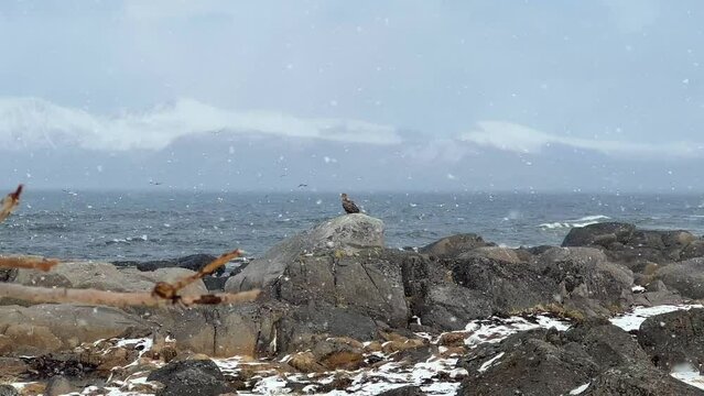 Static shot of a white tailed Eagle sitting on a stone near the ocean during a winter storm, looking for food