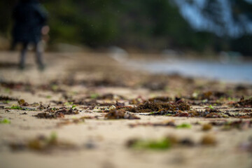 mother and baby playing on the beach. toddler in overalls walking and playing with sand and dogs on the seaside in the rain