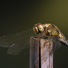 Libellule (Sympétrum Strié - Sympetrum striolatum)