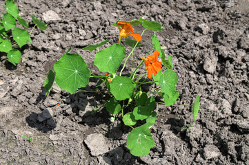 Nasturtium in garden design.