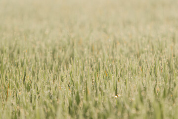 Rice field green grass and sunset landscape with bokeh foreground and background