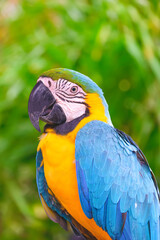 Pet portrait of beautiful Blue and yellow macaw (Ara ararauna) on blurred greenery background in the zoo, close up shot and vertical frame
