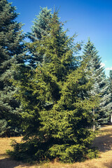 Oriental spruce Picea orientalis also known as Caucasian Spruce