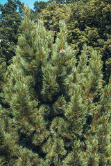 Pinus cembra tree, common name Swiss Stone Pine or Arolla pine